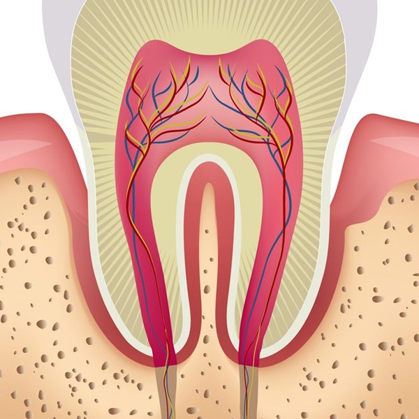 tooth in socket